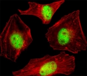 Fluorescent confocal image of HeLa cell stained with SUMO2/3 antibody at 1:25. SUMO2/3 immunoreactivity is localized to the nucleus.