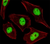 Fluorescent image of U251 cells stained with SUMO2/3 antibody. Ab was diluted at 1:25 dilution. An Alexa Fluor 488-conjugated goat anti-rabbit lgG was used as the secondary (green). Cytoplasmic actin was counterstained with Alexa Fluor 555 conjugated with Phalloidin (red).