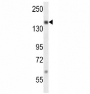 SRC-1 antibody western blot analysis in MDA-MB231 lysate.