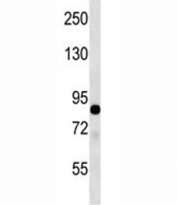 TLE2 antibody western blot analysis in mouse lung tissue lysate.