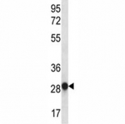 Myogenin antibody western blot analysis in mouse heart tissue lysate. Predicted molecular weight: 25-30 kDa