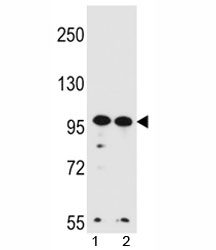 WDR3 antibody western blot analysis in HeLa, K562 lysate.~