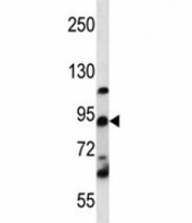 UBF1 / UBF antibody western blot analysis in K562 lysate.
