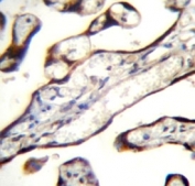 GDF15 antibody immunohistochemistry analysis in formalin fixed and paraffin embedded human placenta tissue.