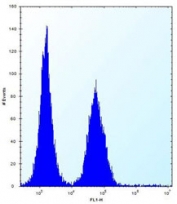 ABI2 antibody flow cytometric analysis (intracellular) of Jurkat cells (right histogram) compared to a <a href=../search_result.php?search_txt=n1001>negative control</a> (left histogram). FITC-conjugated donkey-anti-rabbit secondary Ab was used for the analysis.