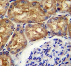 ASS1 antibody immunohistochemistry analysis in formalin fixed and paraffin embedded human kidney tissue.
