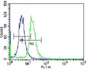ABCD2 antibody flow cytometric analysis of K562 cells (right histogram) compared to a <a href=../search_result.php?search_txt=n1001>negative control</a> (left histogram). FITC-conjugated donkey-anti-rabbit secondary Ab was used for the analysis.