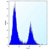 IRF4 antibody flow cytometric analysis of 293 cells (right histogram) compared to a negative control (left histogram). FITC-conjugated goat-anti-rabbit secondary Ab was used for the analysis.