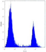 ANGPTL7 antibody flow cytometric analysis of 293 cells (right histogram) compared to a <a href=../search_result.php?search_txt=n1001>negative control</a> (left histogram). FITC-conjugated goat-anti-rabbit secondary Ab was used for the analysis.