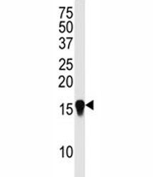 Western blot analysis of SUMO4 antibody (M55 Wild type) in HepG2 lysate. Observed molecular weight: 11-15 kDa.~