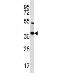 NKX2.2 antibody western blot analysis in 293 lysate.