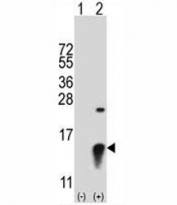 Western blot analysis of SUMO2 antibody and 293 cell lysate (2 ug/lane) either nontransfected (Lane 1) or transiently transfected (2) with the SUMO2 gene.
