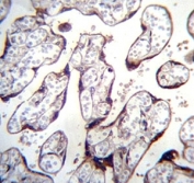 LOXL3 antibody immunohistochemistry analysis in formalin fixed and paraffin embedded human placenta tissue.