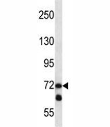 LOXL3 antibody western blot analysis in NCI-H292 lysate.~