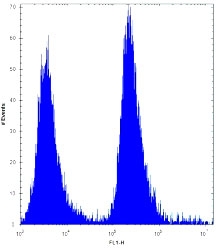 MGMT antibody flow cytometric analysis of 293 cells (right histogram) compared to a <a href=../tds/rabbit-igg-isotype-control-polyclonal-antibody-n1001>negative control</a> (left hi