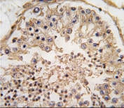 IHC analysis of FFPE human testis tissue stained with Bcl-2 antibody
