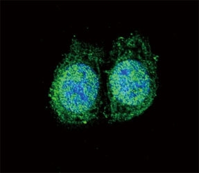 Confocal immunofluorescent analysis of Bcl-2 antibody with HeLa cells followed by Alexa Fluor 488-conjugated goat anti-rabbit lgG (green). DAPI was used as a nuclear counterstain (blue).