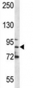 MPO antibody western blot analysis in NCI-H460 lysate. Expected molecular weight: 75-90 kDa (pro form), 150+ kDa (glycosylated mature form).