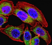Fluorescent confocal image of U251 cell stained with NFATC4 antibody. NFATC4 immunoreactivity is localized to the cytoplasm.