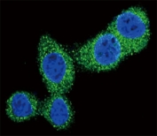 Confocal immunofluorescent analysis of Puma antibody with HeLa cells followed by Alexa Fluor 488-conjugated goat anti-rabbit lgG (green). DAPI was used as a nuclear counterstain (blue).