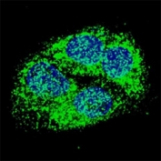 Fluorescent confocal image of HepG2 cells stained with BNIP3 antibody at 1:50. BNIP3 immunoreactivity is localized to the cytoplasm of HepG2 cells.