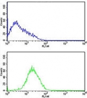 Caspase-2 antibody flow cytometric analysis of HL-60 cells (bottom histogram) compared to a negative control cell (top histogram). FITC-conjugated goat-anti-rabbit secondary Ab was used for the analysis.