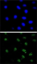 Confocal immunofluorescent analysis of PTEN antibody with 293 cells followed by Alexa Fluor 488-conjugated goat anti-rabbit lgG (green). DAPI was used as a nuclear counterstain (blue).