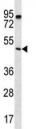 PTEN antibody western blot analysis in K562 lysate.