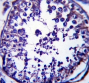 RAB5C antibody immunohsitochemistry analysis in formalin fixed and paraffin embedded human testis tissue.