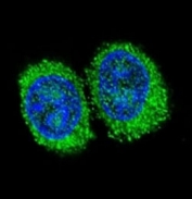 Confocal immunofluorescent analysis of NPC1 antibody with 293 cells followed by Alexa Fluor 488-conjugated goat anti-rabbit lgG (green). DAPI was used as a nuclear counterstain (blue).