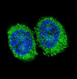 Confocal immunofluorescent analysis of NPC1 antibody with 293 cells followed by Alexa Fluor 488-conjugated goat anti-rabbit lgG (green). DAPI was used as a nuclear counterstain (blue).