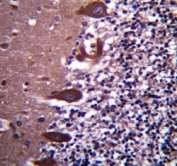 TLE6 antibody immunohistochemistry analysis in formalin fixed and paraffin embedded human cerebellum tissue.