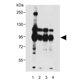 Western blot testing of human 1) placenta, 2) HL-60, 3) Jurkat and 4) U266B1 lysate with NLRP9 antibody. Predicted molecular weight ~99 kDa.
