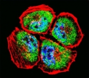 Confocal immunofluorescent analysis of MMP3 antibody with NCI-H460 cells followed by Alexa Fluor 488-conjugated goat anti-rabbit lgG (green). Actin filaments have been labeled with Alexa Fluor 555 Phalloidin (red). DAPI was used as a nuclear counterstain (blue).