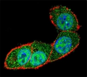 Confocal immunofluorescent analysis of SMAD3 antibody with HeLa cells followed by Alexa Fluor 488-conjugated goat anti-rabbit lgG (green). Actin filaments have been labeled with Alexa Fluor 555 Phalloidin (red). DAPI was used as a nuclear counterstain (blue).