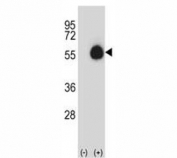 Western blot analysis of CD33 antibody and 293 cell lysate (2 ug/lane) either nontransfected (Lane 1) or transiently transfected (2) with the CD33 gene.
