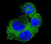 Confocal immunofluorescent analysis of anti-APP antibody with HepG2 cells followed by Alexa Fluor 488-conjugated goat anti-rabbit lgG (green). DAPI was used as a nuclear counterstain (blue).