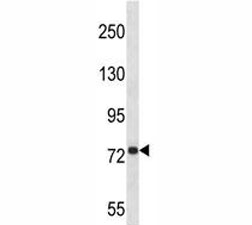 Anti-APP antibody western blot analysis in 293 lysate