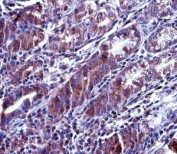 MCL1 antibody immunohistochemistry analysis in formalin fixed and paraffin embedded human stomach tissue.