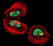 Fluorescent confocal image of HeLa cell stained with HDAC4 antibody at 1:25. HDAC4 immunoreactivity is localized to the nucleus.