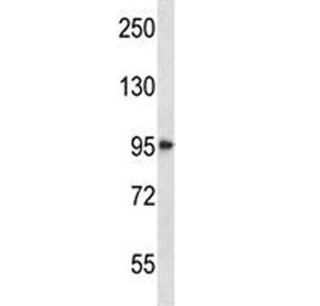HDAC4 antibody western blot analysis in NCI-H292 lysate