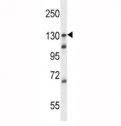 TLR9 antibody western blot analysis in Ramos lysate