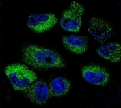 Confocal immunofluorescent analysis of IL-13 antibody with NCI-H460 cells followed by Alexa Fluor 488-conjugated goat anti-rabbit lgG (green). DAPI was used as a nuclear counterstain (blue).