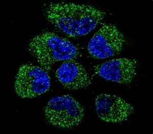 Confocal immunofluorescent analysis of OPG antibody with NCI-H460 cells followed by Alexa Fluor 488-conjugated goat anti-rabbit lgG (green). DAPI was used as a nuclear counterstain (blue).