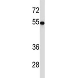 TUBB2A antibody western blot analysis in 293 lysate.