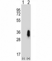 Western blot analysis of CD27 antibody and 293 cell lysate either nontransfected (Lane 1) or transiently transfected (2) with the CD27 gene.