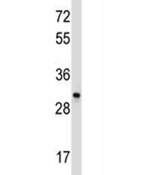 CD27 antibody western blot analysis in Ramos lysate. Predicted molecular weight ~29 kDa.