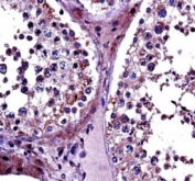 IHC testing of PRMT5 antibody and FFPE human testis tissue.