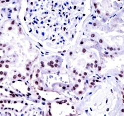 NONO antibody immunohistochemistry analysis in formalin fixed and paraffin embedded human kidney tissue~