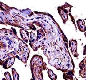 C9 antibody immunohistochemistry analysis in formalin fixed and paraffin embedded human placenta tissue.~